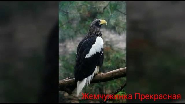 Белоплечий орлан. смотреть онлайн