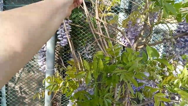 Удобрили клубнику🍓 Я ТВОЁ УДОБРЕНИЕ Высадили тыкву🌱 Надеюсь на петунию🥀🌺🌸 Красотки везде с на смотреть онлайн