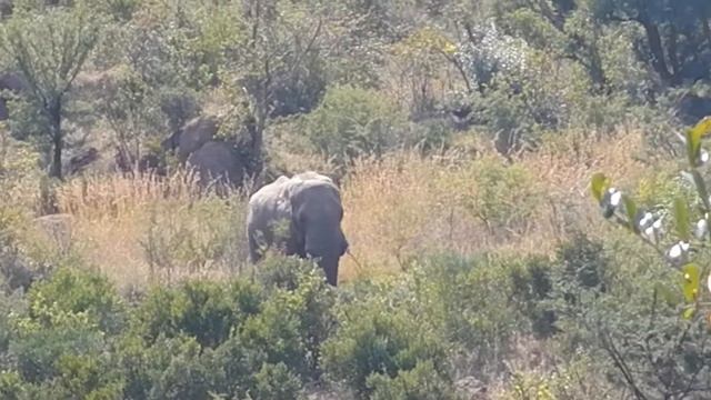 Pilanesberg National Park - Elephant walking down the hill смотреть онлайн