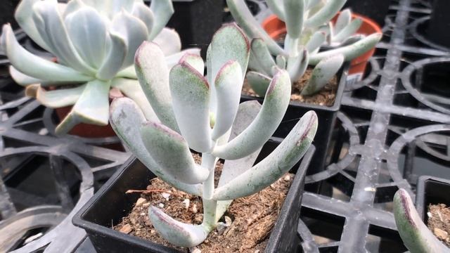 Cotyledon Orbiculata 多肉植物圖鑑 棒葉福娘 смотреть онлайн