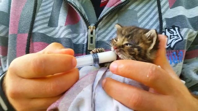 Как нужно кормить котят смотреть онлайн