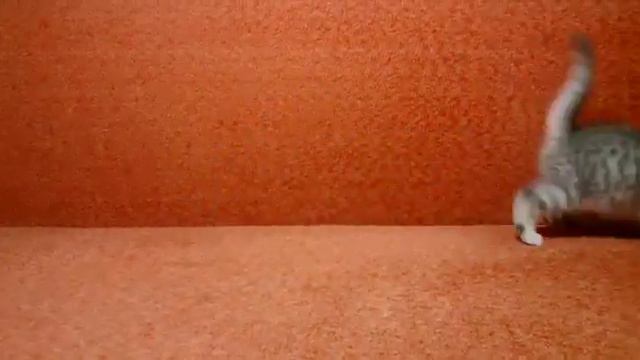 Шотландский ласковый малыш родился 14 февраля 2018 г. смотреть онлайн