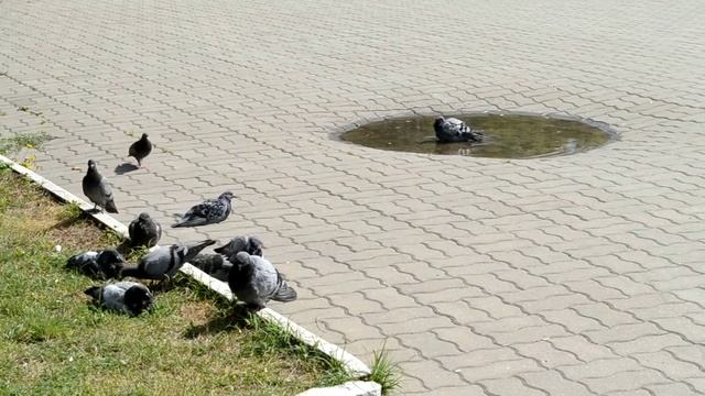 Голуби около памятника М. Г. Ефремову (Вязьма) смотреть онлайн