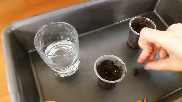 Cтрелиция из семян