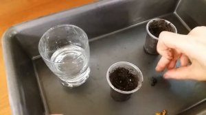 Cтрелиция из семян