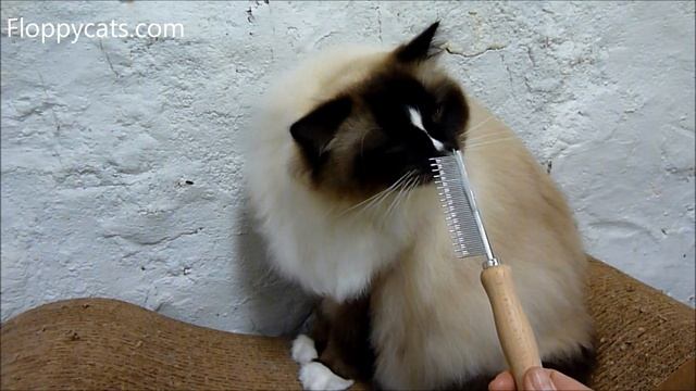 Safari Cat Shedding Comb Wood Handle by COASTAL PET PRODUCTS INC. - W563 - ねこ - ラグドール - Floppycats смотреть онлайн