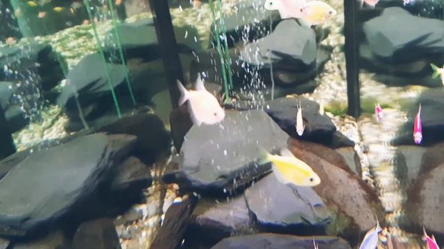 Яркие рыбки в аквариуме #рыбки #рыбкиваквариуме #aquariumfish