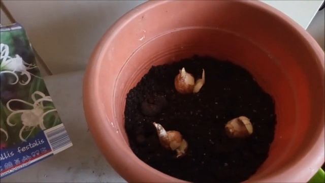 ВЫСАДИЛА ЦВЕТЫ Hymenocallis fedtalis В ВАЗОН БУКЕТНЫМ СПОСОБОМ смотреть онлайн