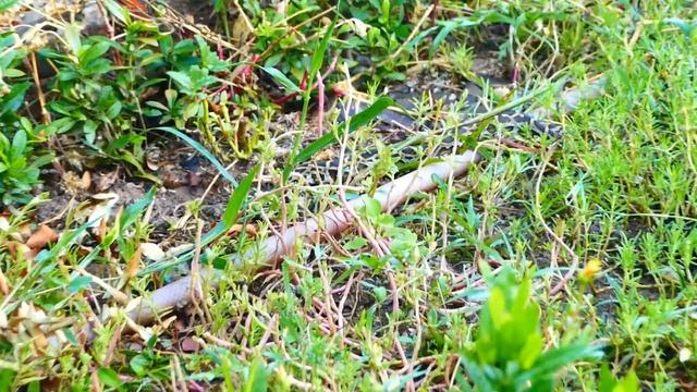 Very Incredible...Adorable Boy Monkey Martin Follows The Python More Bravely & Closely Than we Hope смотреть онлайн