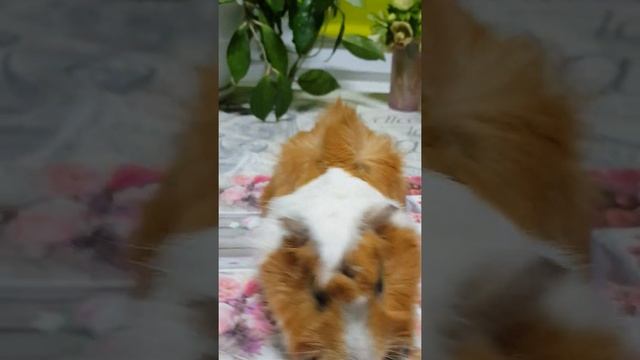 морская свинка. самец. розетка смотреть онлайн