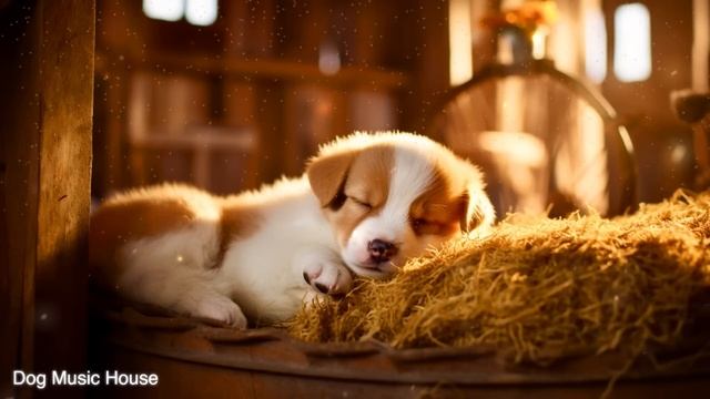 Calm Down your dog, Relaxing Sleep Music, Separation Anxiety Music, Healthy Music смотреть онлайн