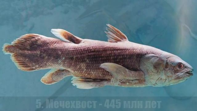 10 самых древних ЖИВОТНЫХ НА ЗЕМЛЕ смотреть онлайн