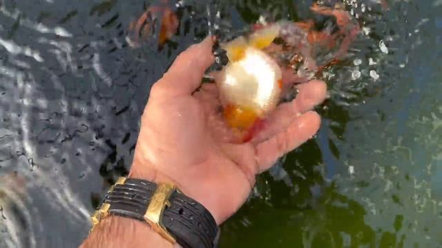 Shipping my pet goldfish.. TO MYSELF (Codeman's face got very fat) смотреть онлайн
