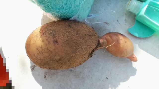 Причудливый картофель :) смотреть онлайн