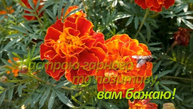 Доброго ранку! Хай буде день ваш легким та цікавим! смотреть онлайн