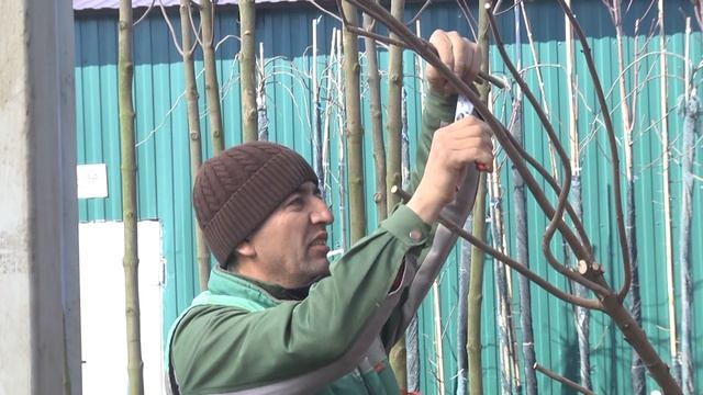 Посадка деревьев в контейнеры смотреть онлайн