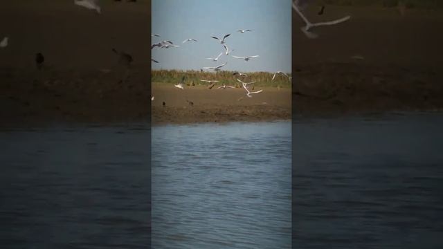 рыбалка канал Чибийский Адыгея середина сентября смотреть онлайн