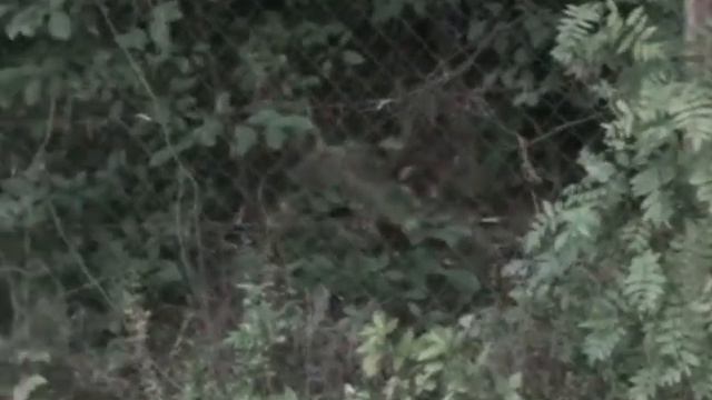 Лиса на даче 2 смотреть онлайн
