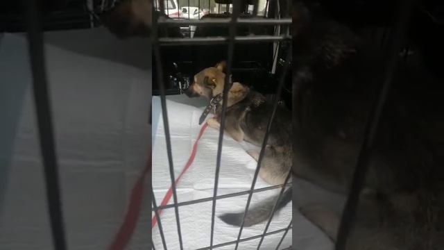 6.Дана трехлапка. Поехала домой! смотреть онлайн