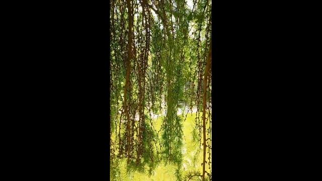 Модрина Пендула. Лиственница Пендула. смотреть онлайн
