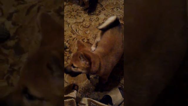 Сиба Ину Леонардо вырос и его стал раздражать хвостик))) смотреть онлайн