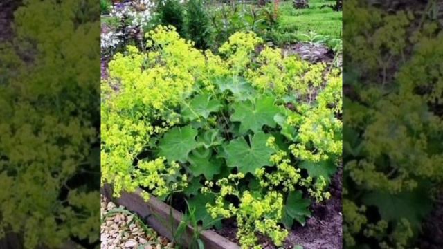 Манжетка смотреть онлайн