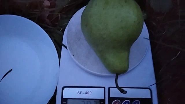 Груша Директор Альфан. Сигнальне плодоношення 2021. смотреть онлайн