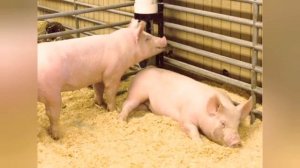 ЙОРКШИР ПОРОДА СВИНЕЙ. УХОД И СОДЕРЖАНИЕ. БОЛЕЗНИ ПОРОДЫ