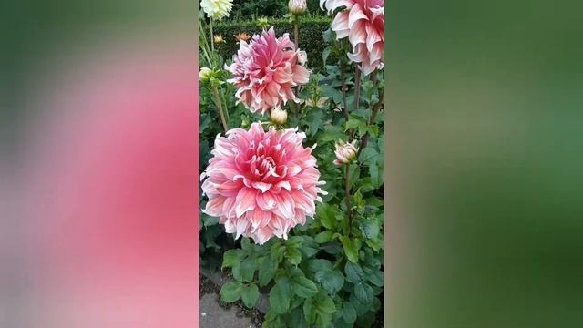 Георгин Фрост Нип. Георгин Frost Nip. Описание сорта. Крупноцветковые георгины смотреть онлайн