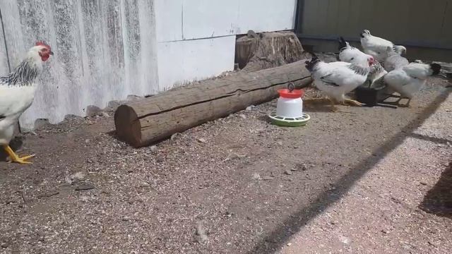 Ейск?Металлолом. Жара. Огород... Первые помидоры)). смотреть онлайн