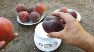 Peach Royal Majestic / ПЕРСИК РОЯЛ МАДЖЕСТИК