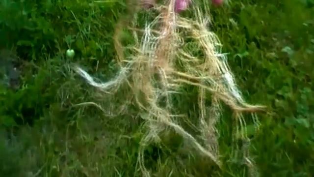 " Смотри в корень" Видеокурс "Всегда с огурцами" смотреть онлайн