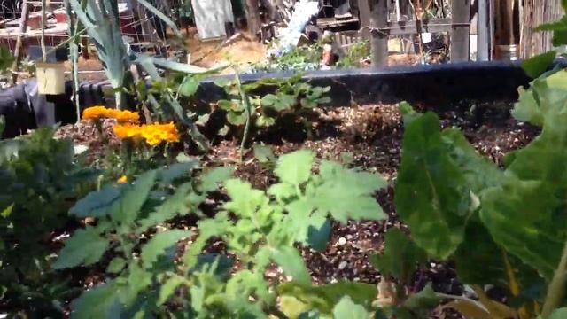 San Marzano Tomatoes Planted смотреть онлайн