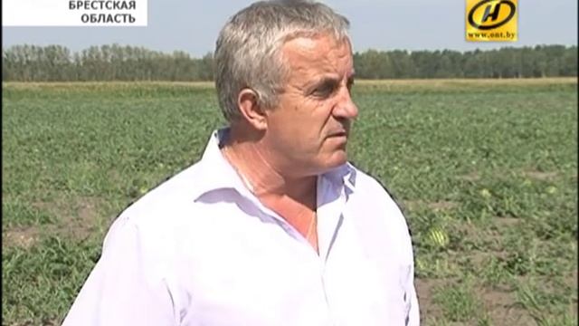 Арбузы выращивают в Беларуси смотреть онлайн