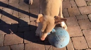 Geist, albino Doberman, playing
