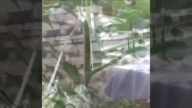 Крюк-кистедержатель двойной Paskal для томатов смотреть онлайн