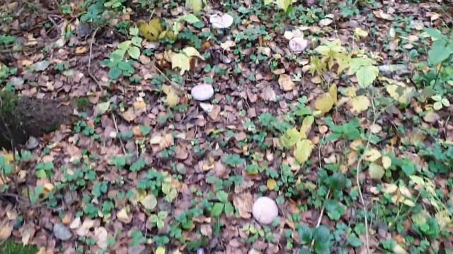 Рыбалка на Подмосковной речке на Crazy fish Arion 3-12 . смотреть онлайн