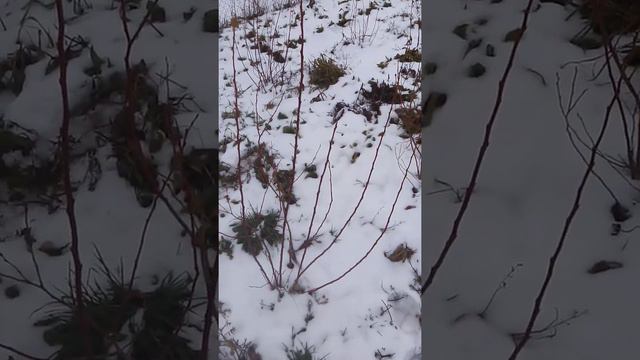 какой всё-таки нужен грунт для голубики подвожу итоги смотреть онлайн
