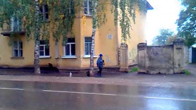 Кошка охраняет собаку и хозяйку! смотреть онлайн