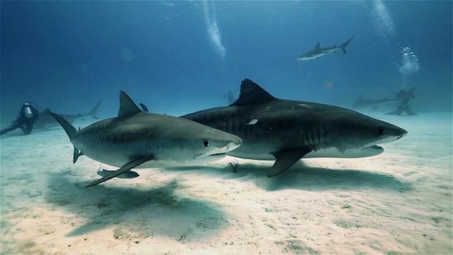Tiger Sharks of Tiger Beach смотреть онлайн