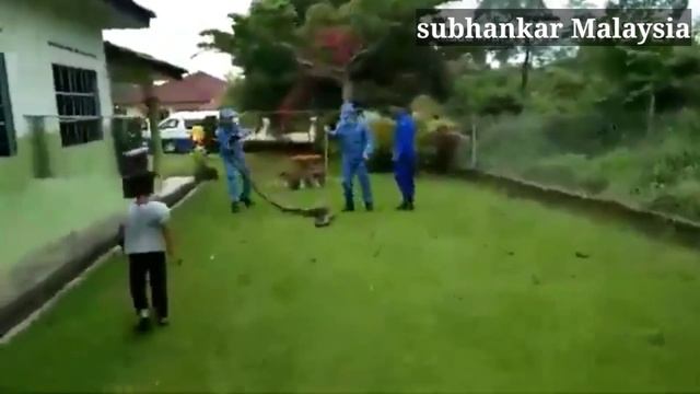 big python malaysia village смотреть онлайн
