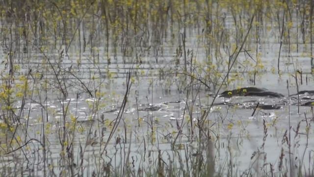 НЕРЕСТ ДИКОГО САЗАНА Дельта Волги в разлив Полои кишат рыбой