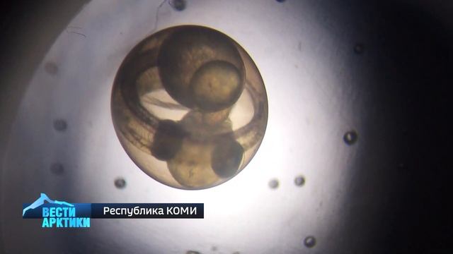 Ихтиологи Коми начали выращивать мальков ценных видов рыб на продажу в другие регионы смотреть онлайн