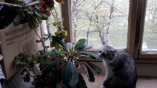 Кошка на выгуле! смотреть онлайн