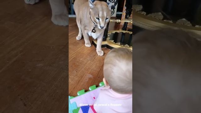 Floppa Adolf is Curious about a Kid #caracal смотреть онлайн