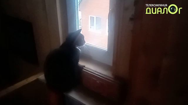 Кошка Монро и Новый год (Из жизни кошек) смотреть онлайн