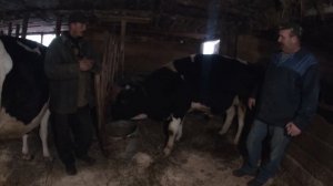 ИЗМЕРИЛ РУЛЕТКОЙ НА ВЕС МОЛОДЫХ БЫЧКОВ!