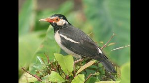 'Интересное о скворцах''