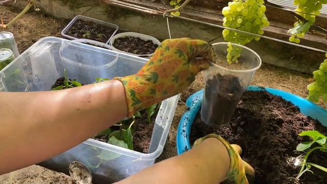 НЕ ЗАПЛАНИРОВАННОЕ ЧЕРЕНКОВАНИЕ ГОРТЕНЗИИ КРУПНОЛИСТНОЙ!!! 100%результат! смотреть онлайн