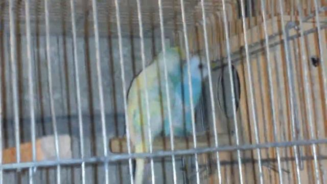 Самочка волнистика готовится снести яица смотреть онлайн